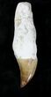 Rooted Mosasaur (Prognathodon) Tooth #20748-1